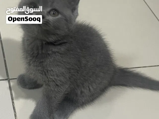 انثي  بيرطاني  برتش
