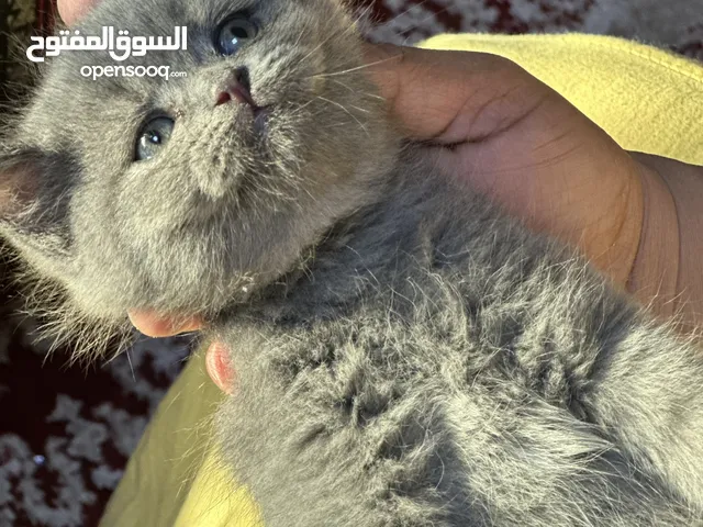 Scotish short hair kitten available