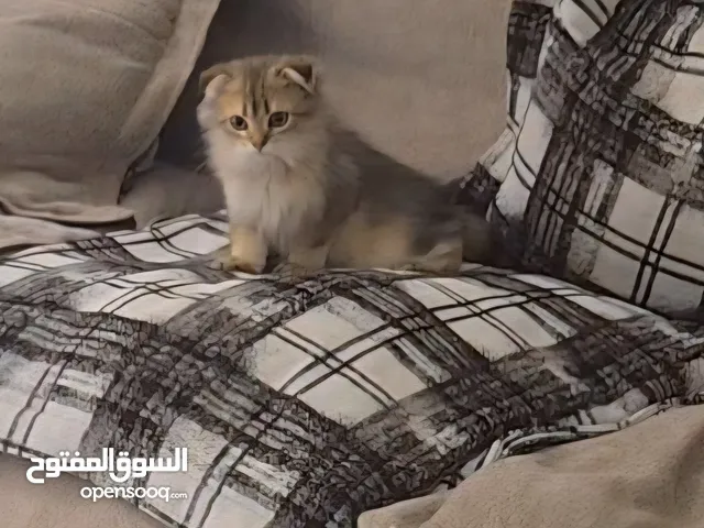 سكوتش فولد كتن ذكر للبيع في جدة