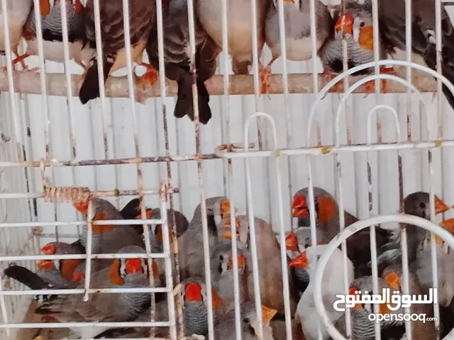 جواز جنه للبيع في مادبا المخيم