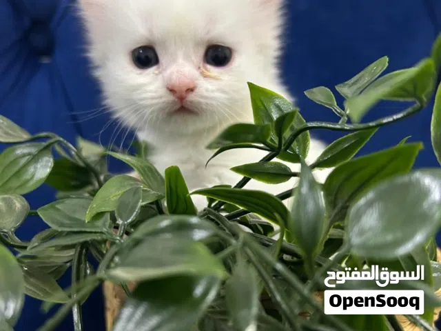 بيع قطط صغيره مكس بين شيرازي وبيكي فيس