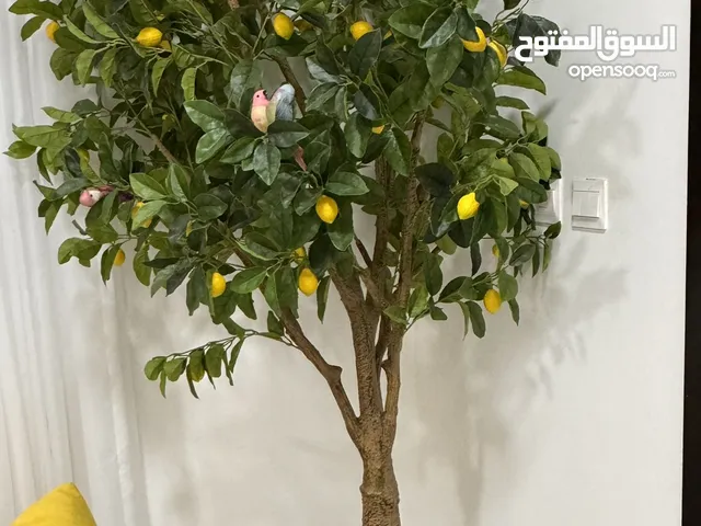 شجرة ليمون اصطناعية كبيرة وجميلة جداً