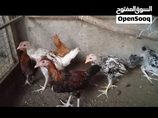 دياكه للبيع اقرا الستماره ،،
