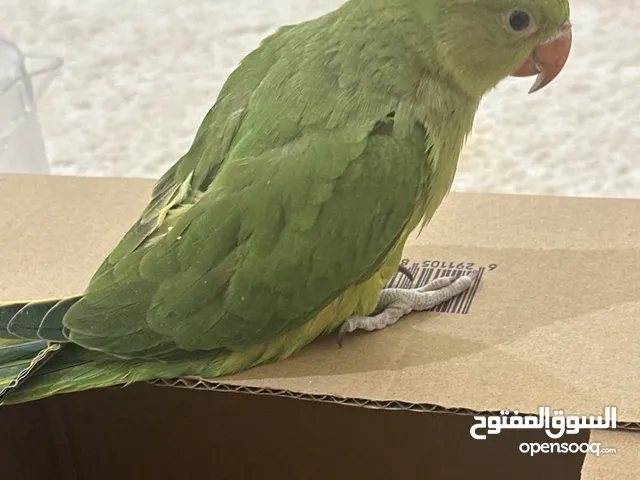 ببغاء درة رجله مكسوره 