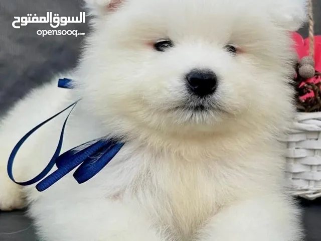 Samoyed puppies