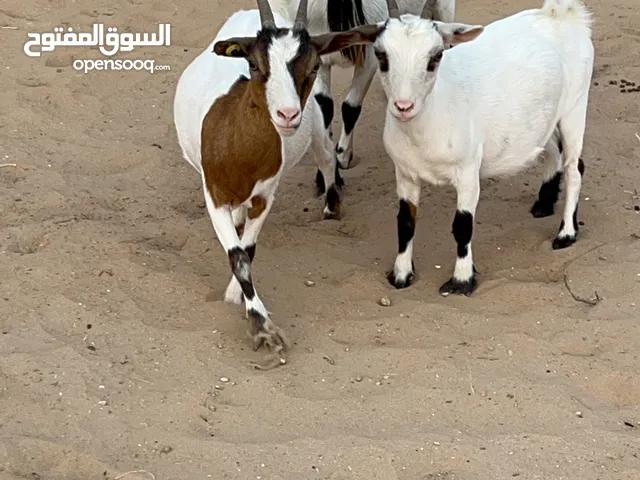 ماعز قزم بلجيكي بيور Pygmy goat
