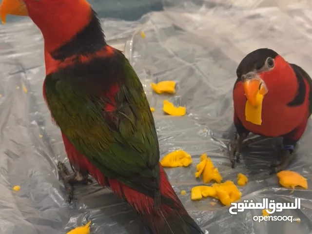 للبيع زوج لوري بلاك كاب