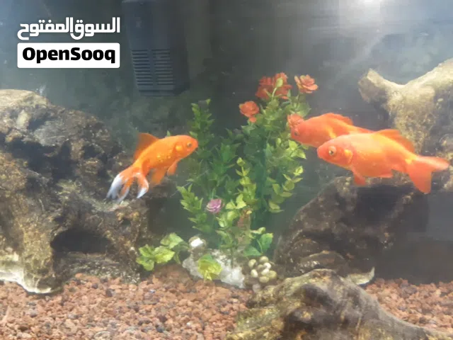 حوض سمك كامل كامل متر