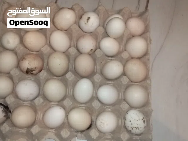بيض براهما