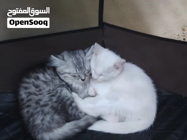 قطط شيرازي متعودين على الاكل و الليتر بوكس مون فيس وبالنسبه للسعر بيهم مجال للطيبين