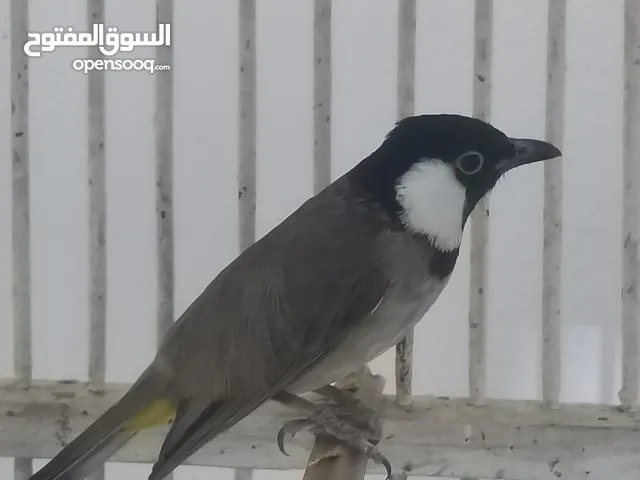 تك بلبل بصراوي فحل ياخذ من لايد جاهز تغريد فول ماشاءالله الطير بطل نضافه وخشونه مكاني بالقبله حي الم