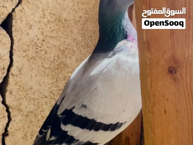 مطلوب زواجل بسعر مناسب بلحيانيه