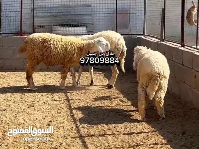 حلال كجلا النادر