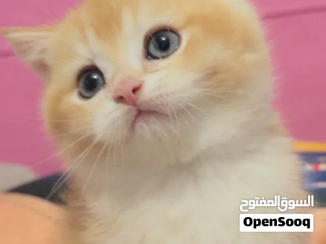 Skittish straight kitten سكوتش ستريت