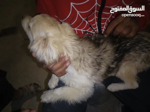 كلب للبيع في الزرقاء