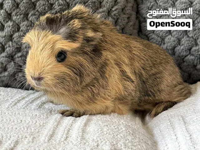 Guinea Pigs (Males, Females, Different Breeds and Ages)