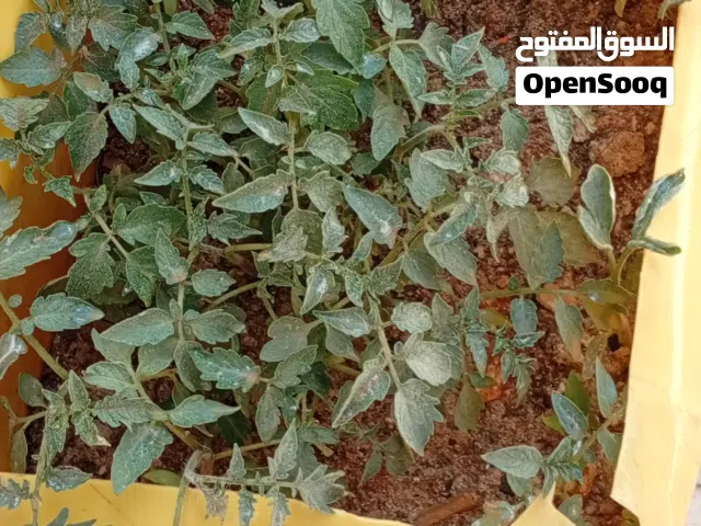 شتلات طماطم