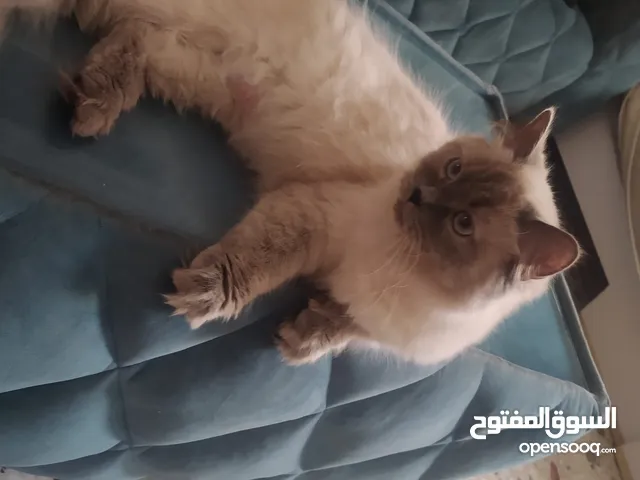 قطط همالايا