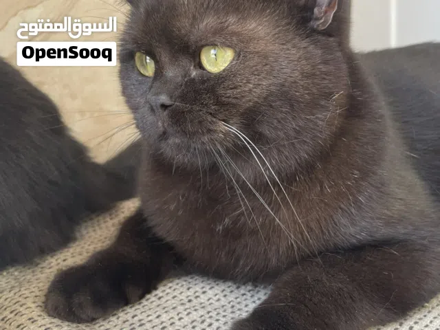 سكوتش ستريت بيور تشوكلت منتج للبيع