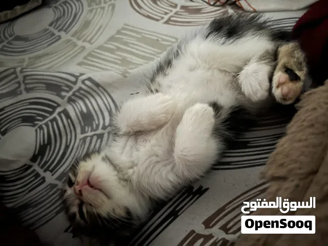 قطة انثى للتبني هملايا مهجن مع باندا شورت هير بحاله جيدة و لعوبه
