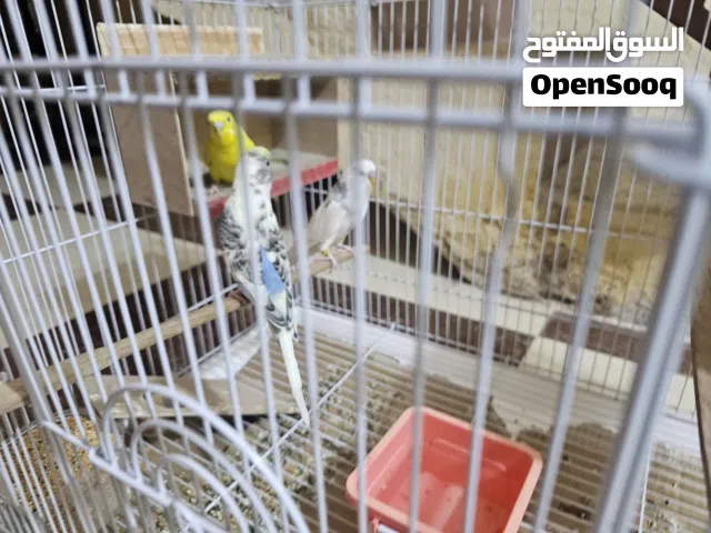 طيور حب اصليات ذكر ونثتين مبيضات اكثر من مره ذكر محجل