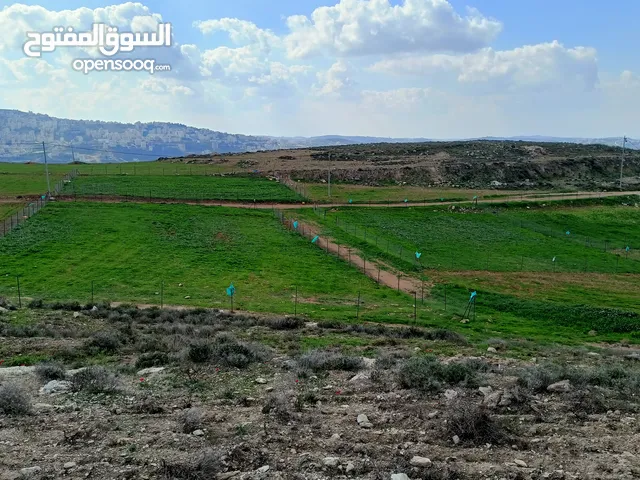 5 نمر للبيع في منطقه مستويه جميله