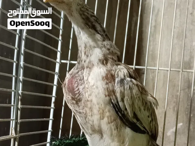 صوصان باكستاني