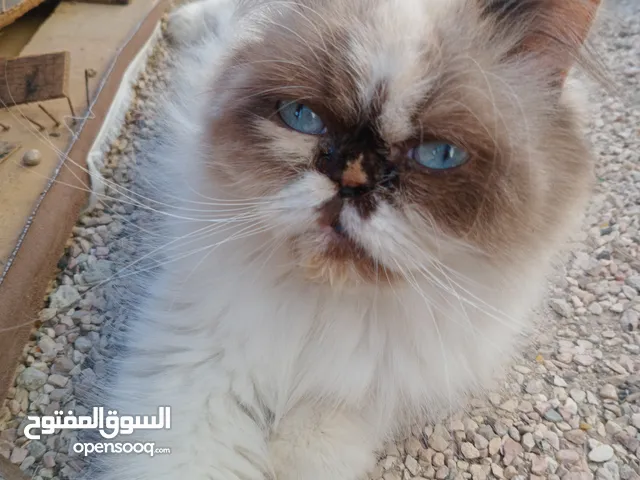 أنثى راغدول