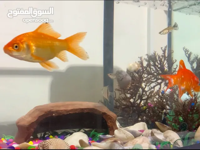 حوض سمك مع الأسماك مع ملحقاته