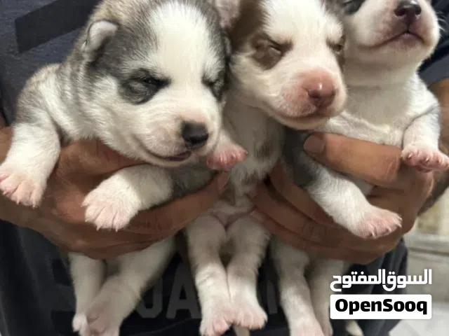 Husky puppies يراوه هاسكي