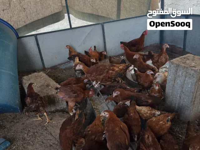دجاج الفرنسي الاحمر + ديوك كبيرة
