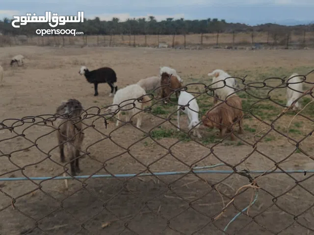 يوجد 0جدي جامودي محقوص العيد رمضان عمره12سنه تراس فول  وجدايه صوماليه مطعومات 9شهوى. جدي عماني ب 150