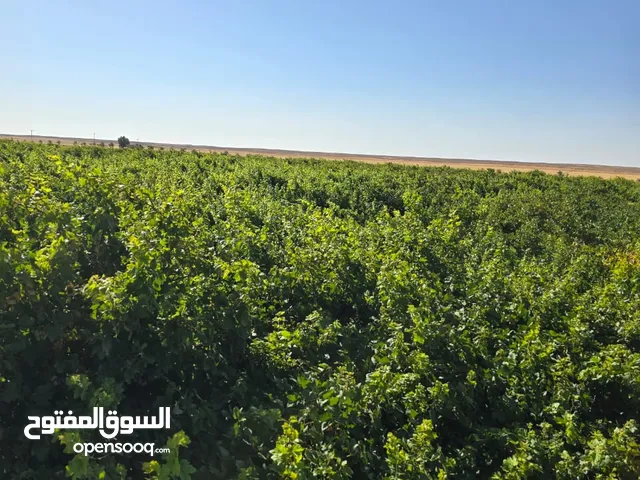Farm Land for Sale in Sabha Other