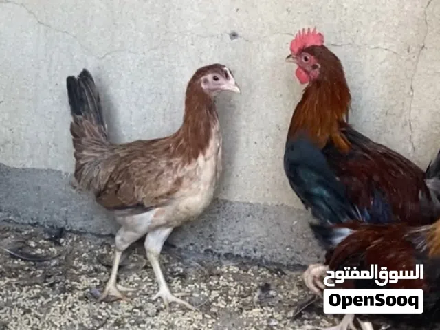 ديج وفروجة كويتيات