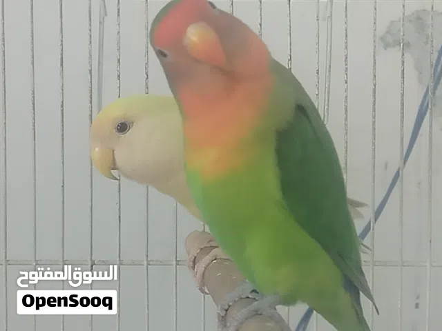 طيور غندوره للبيع