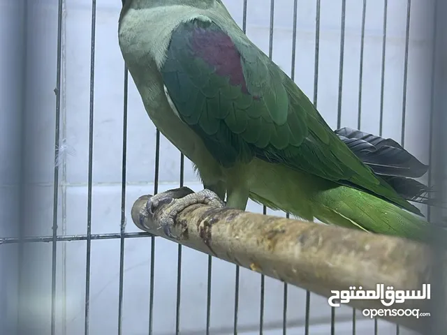 ببغاء درة نيبالي