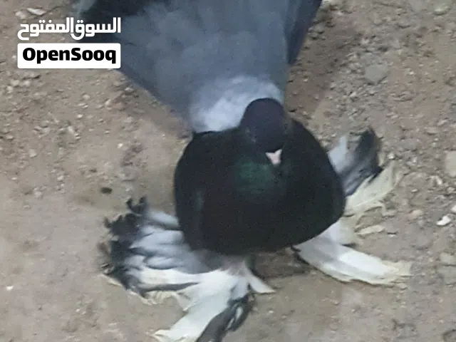 مطلوب فحل كرنكو