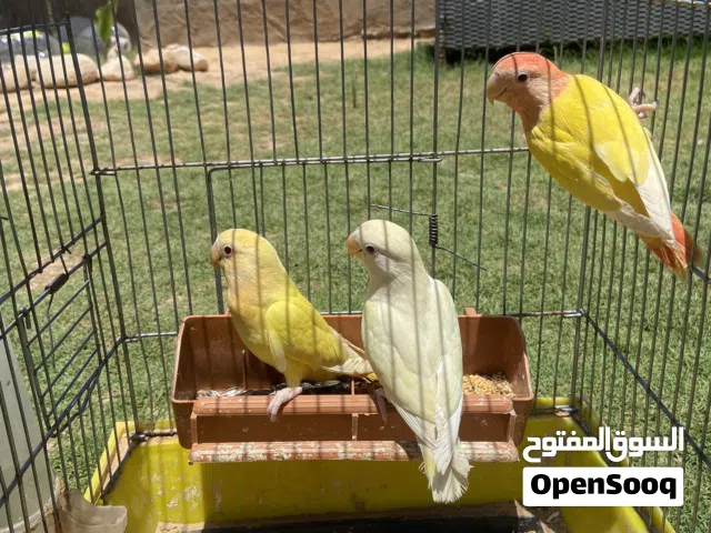 عصافير للبيع بركاديلو و دكر كوكتيل واتي