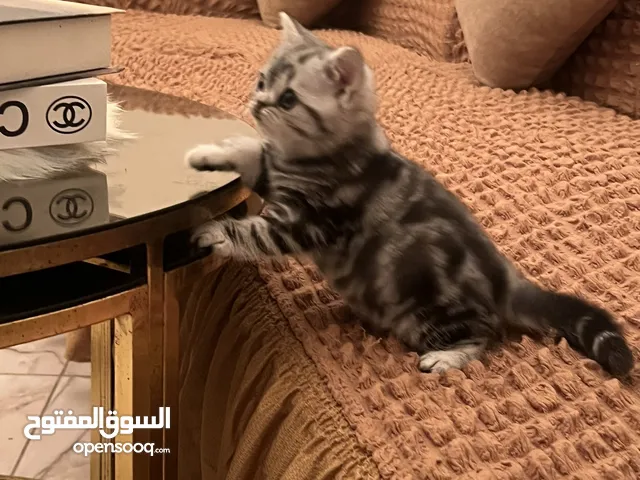 انتي سكوتش سترايت