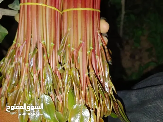 جميع انواع القات الصعدي وحاوث بني صريم والقات الشامي