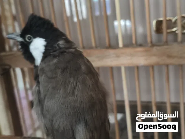 بلبل غرابي ربه طياح طينه كلش