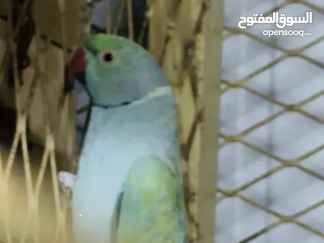 زوج دره للإنتاج