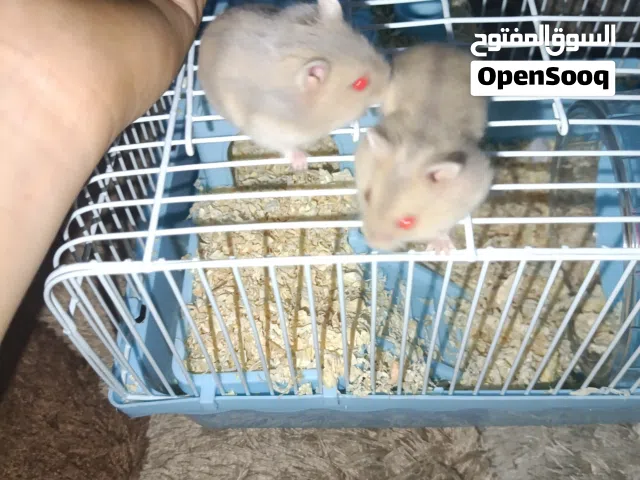 هامستر روسي انتايا ودكر عمر2شهرين عين حمرا لون عسلي في الابيض مروضة