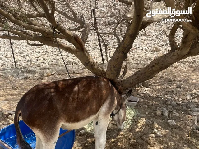 بيع حمير جحش 20 وحماره15