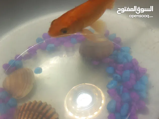 سمكة للبيع بالحوض سعرها  50. دينار.