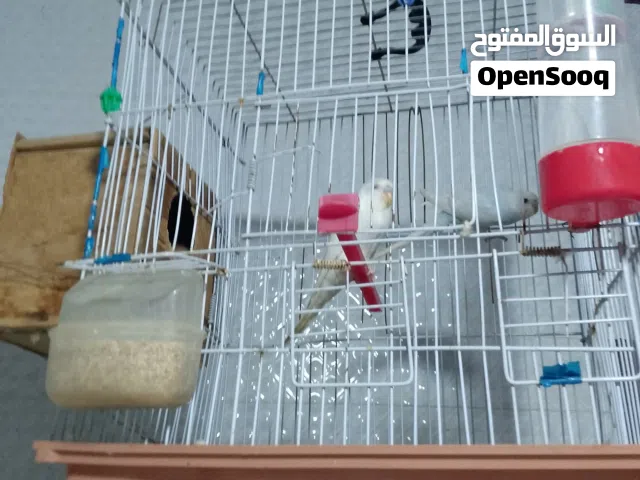 اهلا طيور بقلينو. لبيع