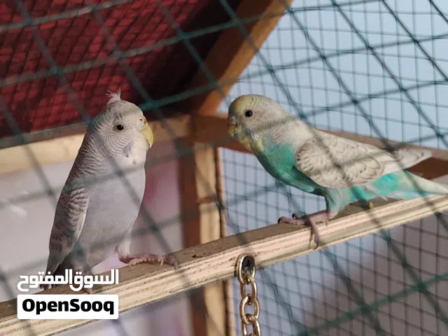 طيور حب للبيع على وجه تزاوج