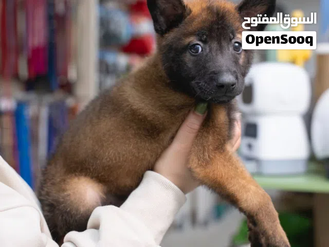 جراء الراعي البلجيكي المميزه للحراسه...درايف عالي الوان غامقه