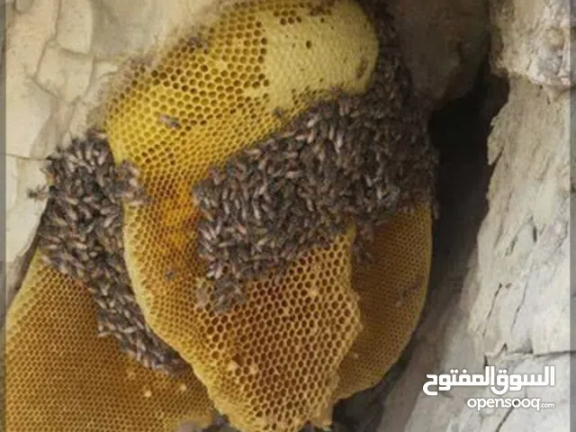 عسل جبلي من جبال زاغروس في إيران