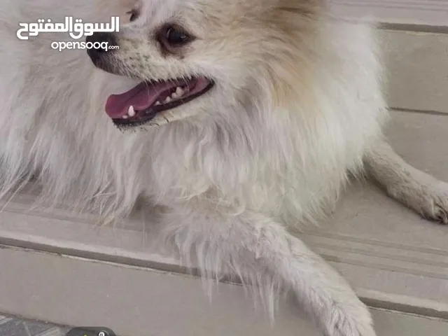 كلب البوميرينيان عمره سنتين